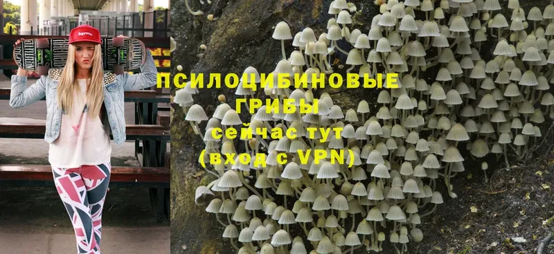 Псилоцибиновые грибы Psilocybe  Тара 